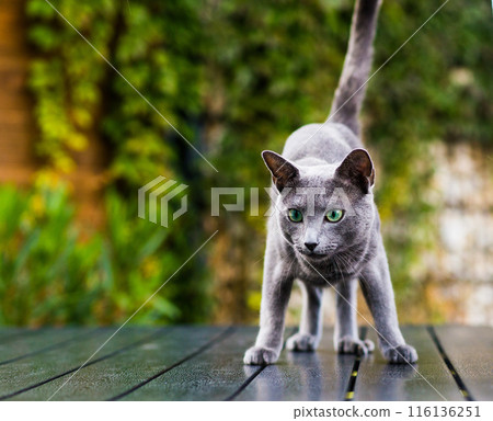 Hunting cat, cat face before a close attack. Portrait of a funny domestic kitten playing indoors. 116136251