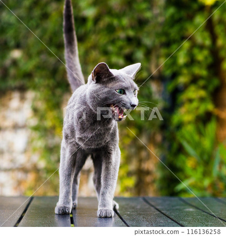 Hunting cat, cat face before a close attack. Portrait of a funny domestic kitten playing indoors. Hunting cat, cat face before a close attack. Portrait of a funny domestic kitten playing indoors. 116136258