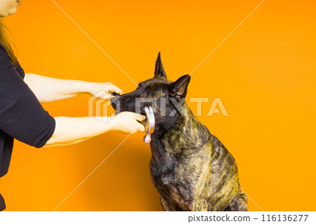 Cute dog with hammer. isolated on red yellow studio background. dutch shepherd 116136277