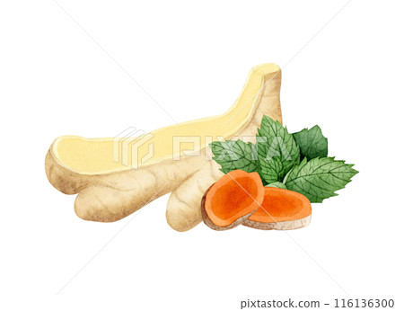 Cut ginger and turmeric slices with spearmint leaves watercolor illustration isolated on white. Healthy orange vegetable root herb, natural curcuma ingredient for cooking clipart Cut ginger and turmeric slices with spearmint leaves watercolor illustration isolated on white. Healthy orange vegetable root herb, natural curcuma ingredient for cooking clipart 116136300