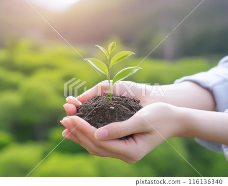 植樹 女性雙手種植植物（生態概念）生成人工智慧 116136340