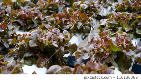 Salad farm vegetable red oak lettuce. Close up fresh organic hydroponic vegetable plantation produce red green salad hydroponic cultivate farm. Red oak lettuce salad in green Organic plantation Farm. 116136369