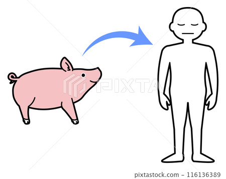 顯示從豬到人的器官移植的簡單插圖 116136389