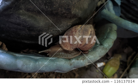 snail crawling on the soil 116137014