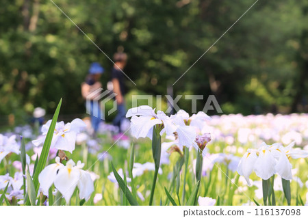 Scenery of iris garden 116137098