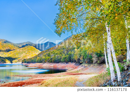 Lake Nukabira in yellow leaves, Tokachi, Hokkaido 116137178