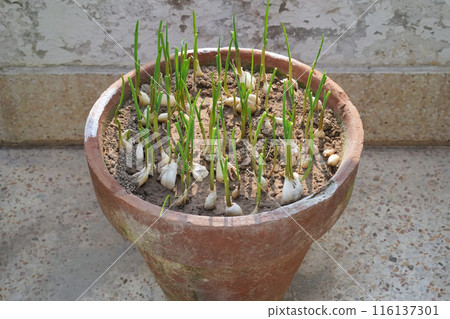 Green garlic sprouts in a pot. Sprouted garlic in clay brown pot on terrace, balcony. The concept of growing organic food at home. 116137301