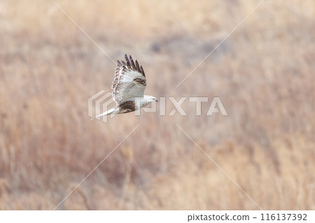A beautiful Rough-legged Hawk (Accipitridae) flies out of a reed bed. On the banks of the Tone River, Gunma Prefecture, Japan. February 2024. 116137392