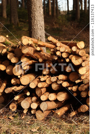 A pile of wood logs with a tree in the background 116137413