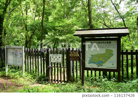 橫濱市都築區茅崎公園的自然生態庭園和新綠的入口 116137426