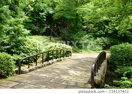 Yokohama City, Tsuzuki Ward, Chigasaki Park's green walkway and fresh greenery 116137431
