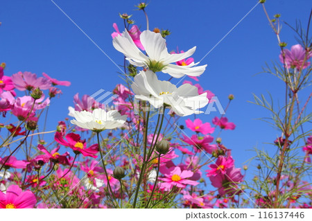 Cosmos Field Walking Tour 2 (Ogaki City, Gifu Prefecture) Cosmos Field Walking Tour 2 (Ogaki City, Gifu Prefecture) 116137446