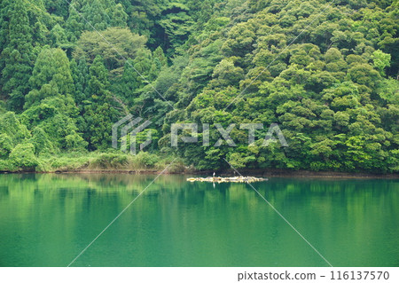 新鮮的綠樹倒映在綠色的湖面上 116137570