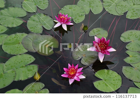 Water lily Water lily 116137713