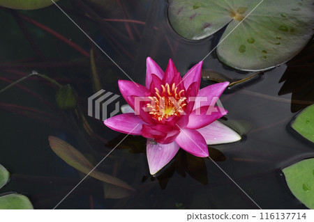Water lily Water lily 116137714