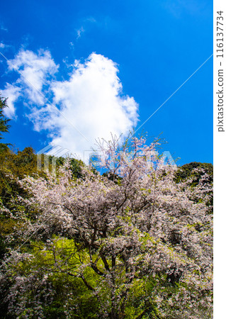 [Kyoto Scenery] The beautiful sight of a row of cherry blossom trees on the Philosopher's Path 116137734