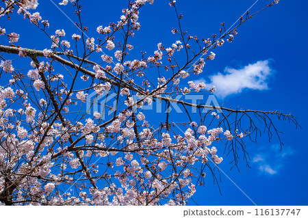 [Kyoto Scenery] The beautiful sight of a row of cherry blossom trees on the Philosopher's Path 116137747