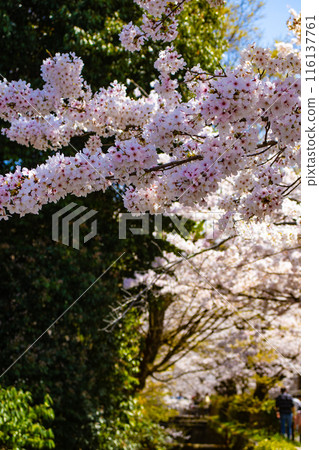 [Kyoto Scenery] The beautiful sight of a row of cherry blossom trees on the Philosopher's Path 116137761