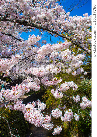 [Kyoto Scenery] The beautiful sight of a row of cherry blossom trees on the Philosopher's Path 116137766