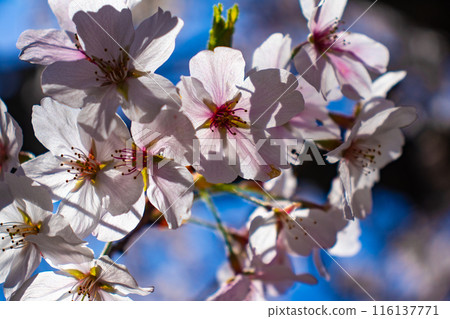 [Kyoto Scenery] The beautiful sight of a row of cherry blossom trees on the Philosopher's Path 116137771