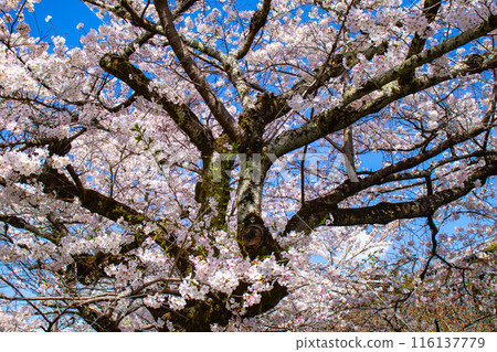 [Kyoto Scenery] The beautiful sight of a row of cherry blossom trees on the Philosopher's Path 116137779