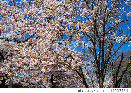 [Kyoto Scenery] The beautiful sight of a row of cherry blossom trees on the Philosopher's Path 116137784