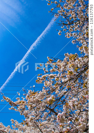 【京都風景】哲學家之路,櫻花樹的美景 【京都風景】哲學家之路,櫻花樹的美景 116137793