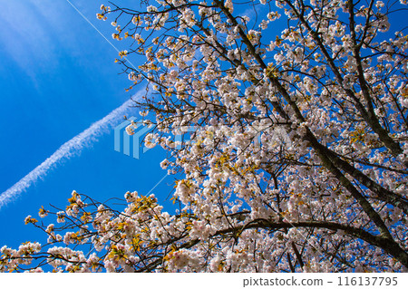 [Kyoto Scenery] The beautiful sight of a row of cherry blossom trees on the Philosopher's Path 116137795