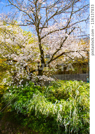 [Kyoto Scenery] The beautiful sight of a row of cherry blossom trees on the Philosopher's Path 116137833