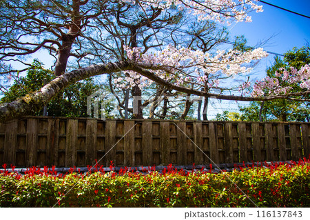 [Kyoto Scenery] The beautiful sight of a row of cherry blossom trees on the Philosopher's Path 116137843