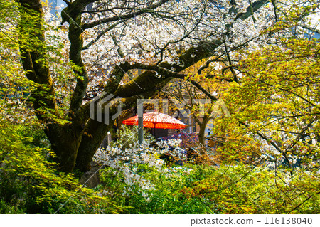 【京都風景】哲學家之路，櫻花樹的美景 116138040