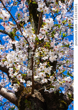 [Kyoto Scenery] The beautiful sight of a row of cherry blossom trees on the Philosopher's Path 116138051