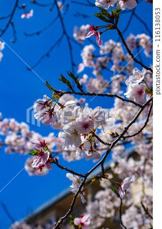 [Kyoto Scenery] The beautiful sight of a row of cherry blossom trees on the Philosopher's Path 116138053