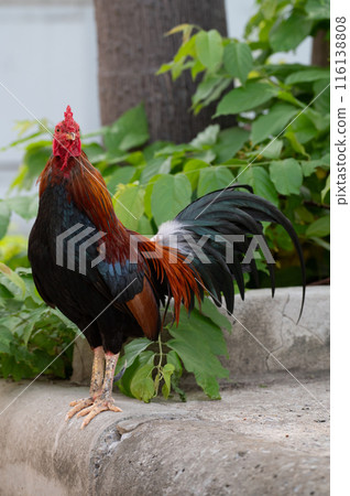 Rooster is standing on the floor.Selective focus. 116138808