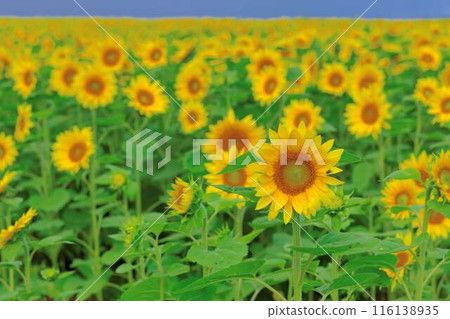 北海道北部的向日葵田 116138935