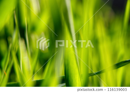 Defocused green nature scene, suitable for environmental concepts and web design. Abstract blur of lush greenery, great for illustrating outdoor themes Defocused green nature scene, suitable for environmental concepts and web design. Abstract blur of lush greenery, great for illustrating outdoor themes 116139003