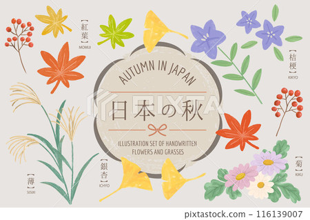 Illustration set of Japanese autumn flowers Illustration set of Japanese autumn flowers 116139007