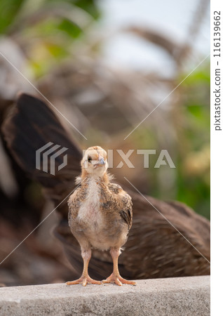 Chick is standing on the floor.Selective focus. 116139662