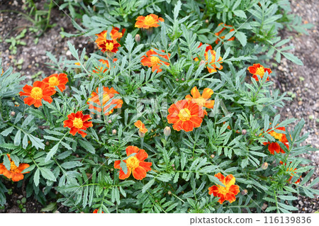 萬壽菊“迪斯科紅” 116139836