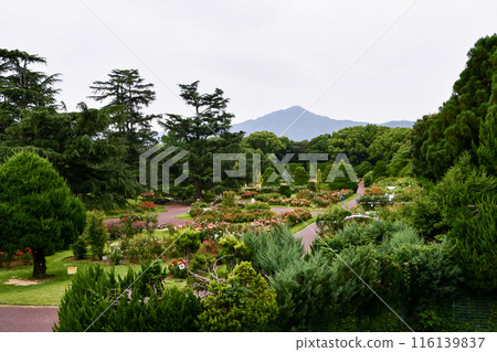 京都植物園玫瑰園和比叡山 116139837