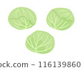 cabbage  116139860