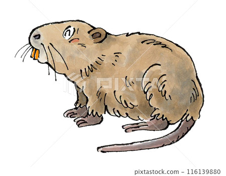 Happy Nutria Happy Nutria 116139880