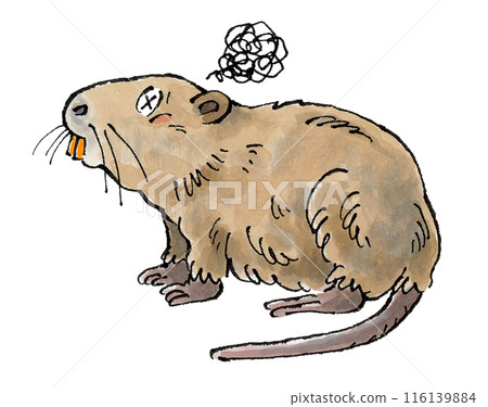 Nutria is here 116139884