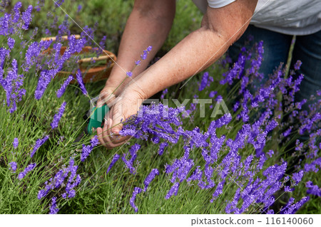 Women's hands cut lavender Women's hands cut lavender 116140060