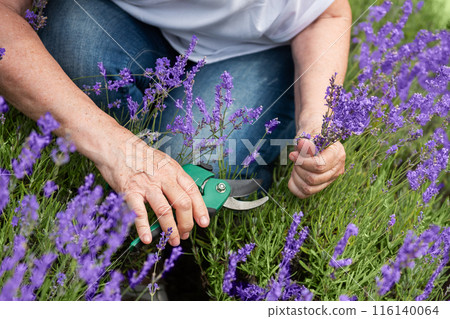 Women's hands cut lavender 116140064