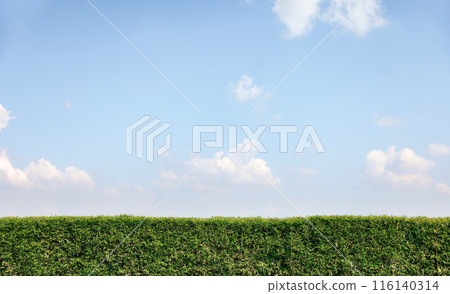 Bamboo fence, clear blue sky and cloud for background. 116140314
