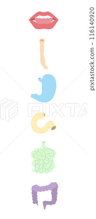 Digestive system line color illustration set Digestive system line color illustration set 116140920
