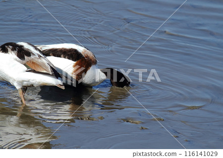 Arao City Coast: Common Shelduck, 116141029