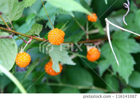 Yellow berries of maple Yellow berries of maple 116141087