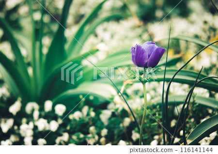 Purple anemone flowers blooming in spring Purple anemone flowers blooming in spring 116141144